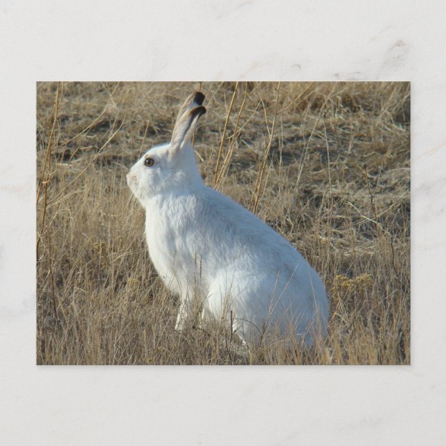 R25 Schneeschuh-Hare Postkarte (Vorderseite)