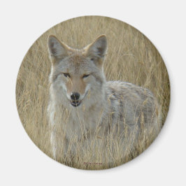 R2 Coyote in Großgras Magnet