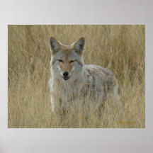 R2 Coyote in Großgras
