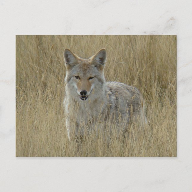R2 Coyote in Großgras Postkarte (Vorderseite)