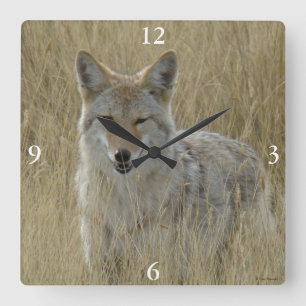 R2 Coyote in Großgras Quadratische Wanduhr