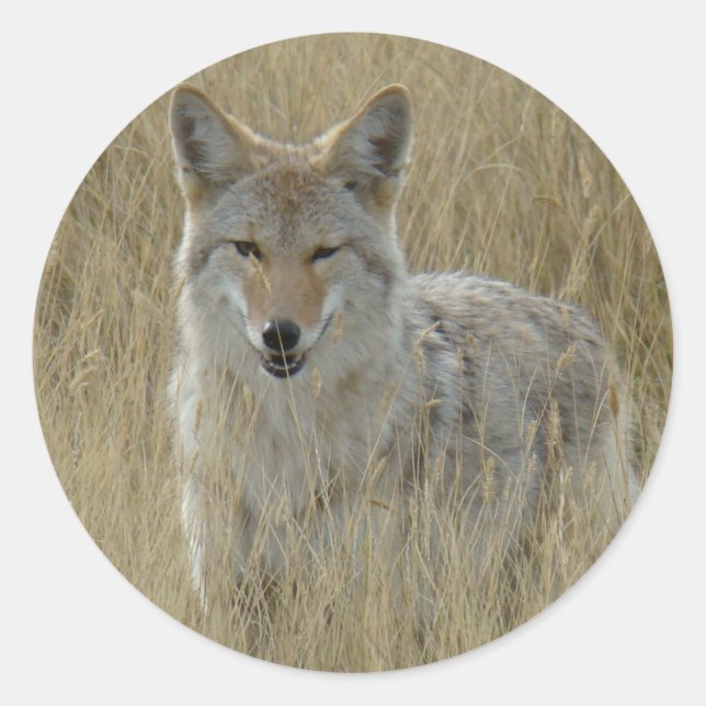 R2 Coyote in Großgras Runder Aufkleber (Vorderseite)