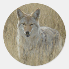R2 Coyote in Großgras Runder Aufkleber
