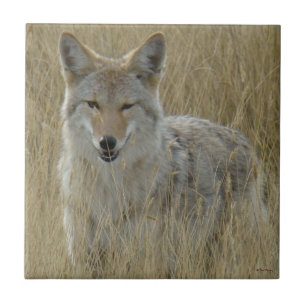 R2 Kojote im hohen Gras Fliese