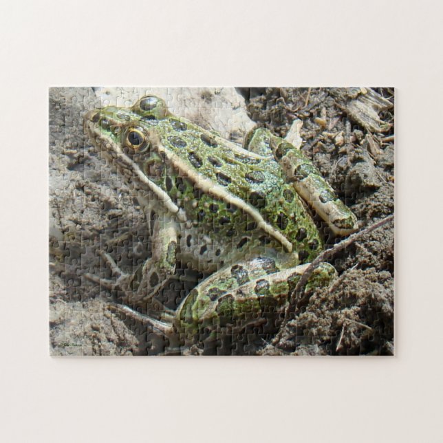 R3 Leopard Frosch (Horizontal)