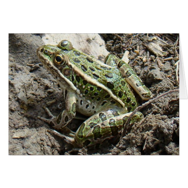 R3 Leopard Frosch (Vorderseite (Horizontal))