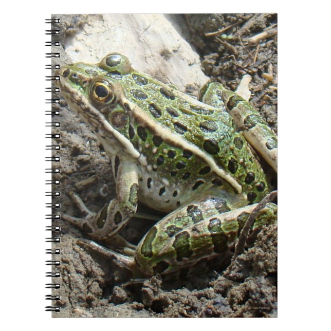 R3 Leopard Frosch Notizblock (Vorderseite)