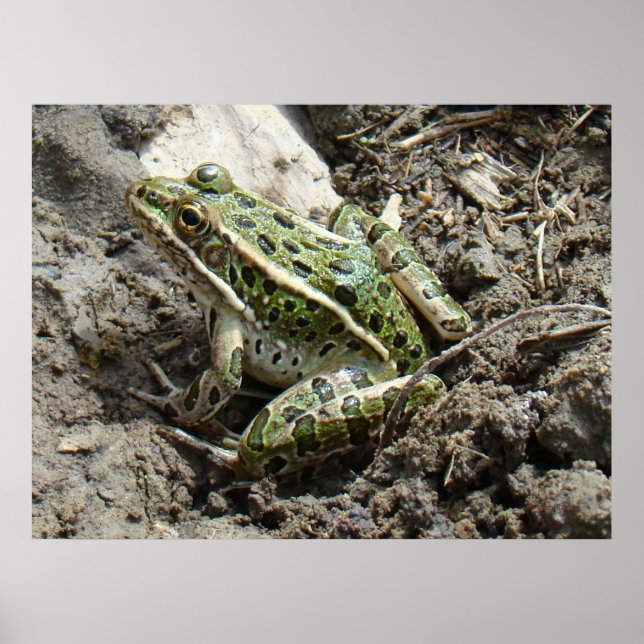 R3 Leopard Frosch Poster (Vorne)