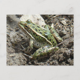 R3 Leopard Frosch Postkarte