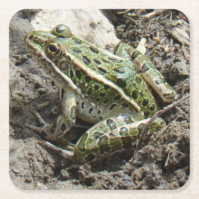 R3 Leopard Frosch Rechteckiger Pappuntersetzer (Vorderseite)