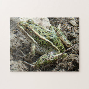 R3 Leopardfrosch