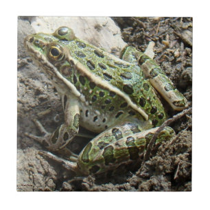 R3 Leopardfrosch Fliese