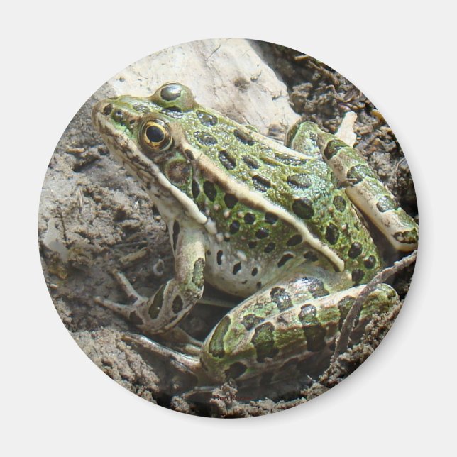 R3 Leopardfrosch Magnet (Vorne)