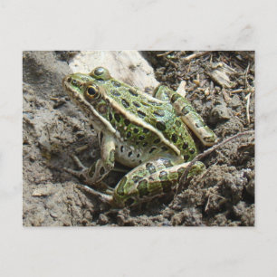 R3 Leopardfrosch Postkarte