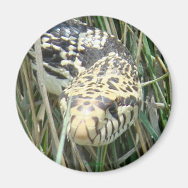 R4 Bull Snake Head Shot Magnet