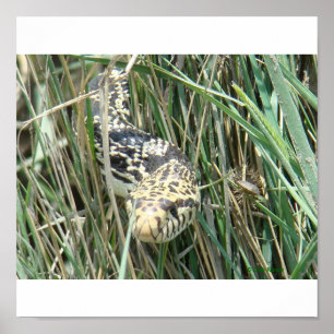 R4 Bullennatter im Gras Poster