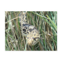 R4 Bullsnake im Gras