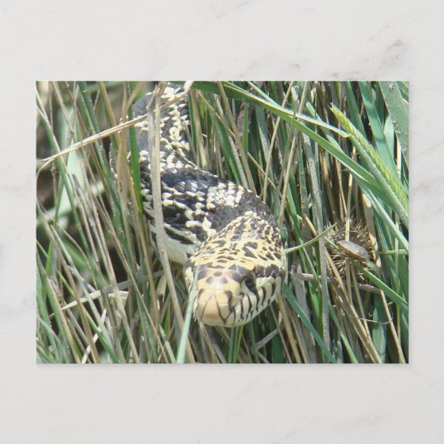 R4 Bullsnake im Gras Postkarte (Vorderseite)