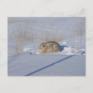 R5 Baumwollschwanzkaninchen im Schnee Postkarte