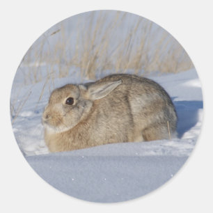R5 Baumwollschwanzkaninchen Runder Aufkleber