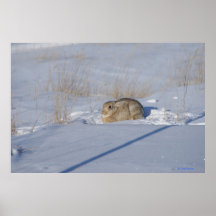 R5 Cottontail Kaninchen im Schnee