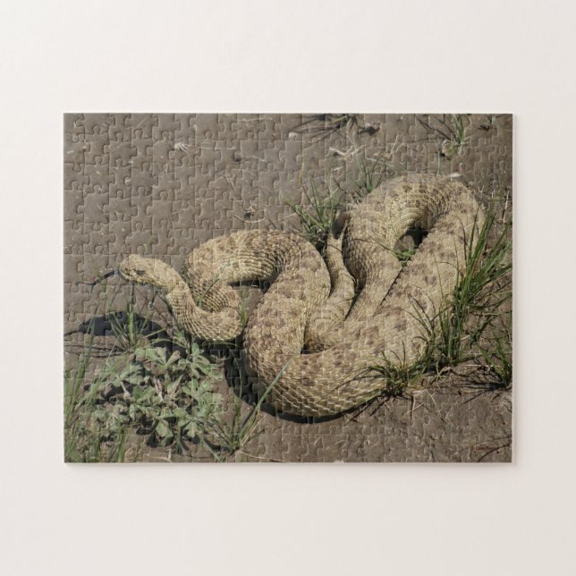 R6 Prairie Rattlesnake (Horizontal)