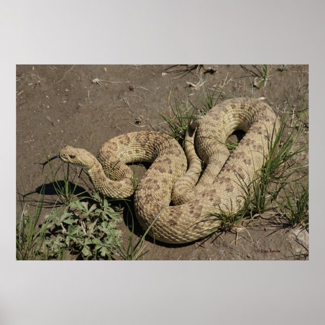 R6 Prairie Rattlesnake Poster (Vorne)