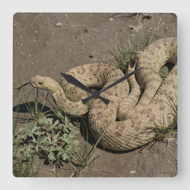 R6 Prairie Rattlesnake Quadratische Wanduhr (Vorderseite)