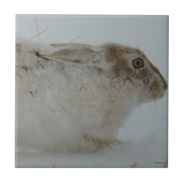 R7 Schneeschuh Hare Head Shot Fliese (Vorderseite)