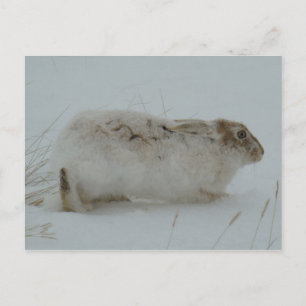 R7 Schneeschuhhase Fertig Zum Laufen Postkarte