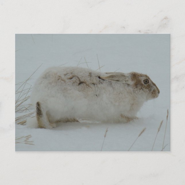 R7 Schneeschuhschuhe bereit zum Laufen Postkarte (Vorderseite)