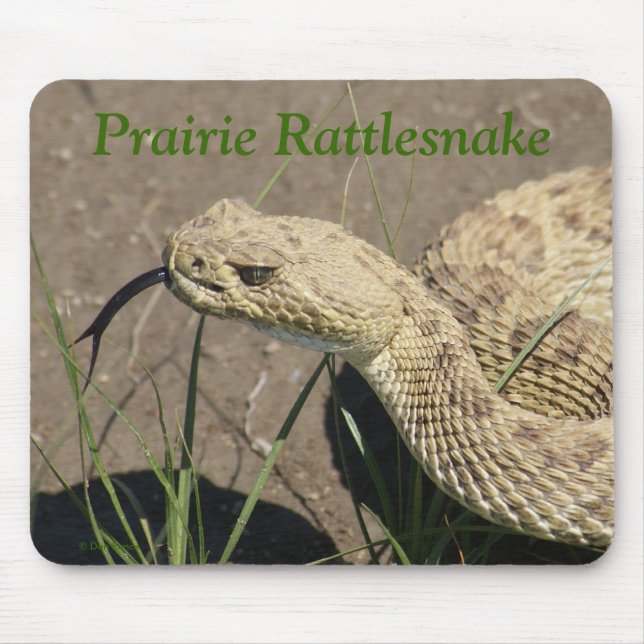 R8 Prairie Rattlesnake Head Mousepad (Vorne)