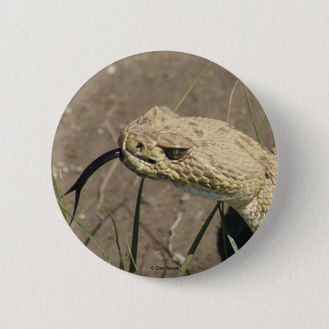 R8 Prairie Rattlesnake Head Shot Button (Vorderseite)