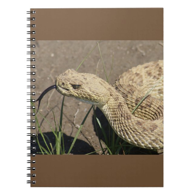 R8 Prairie Rattlesnake Head Shot Notizblock (Vorderseite)