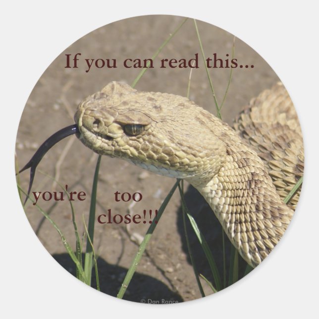 R8 Prairie Rattlesnake Head Shot Runder Aufkleber (Vorderseite)