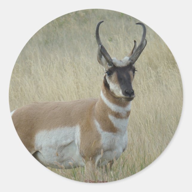 R8 Pronghorn Antelope Dark Face Runder Aufkleber (Vorderseite)
