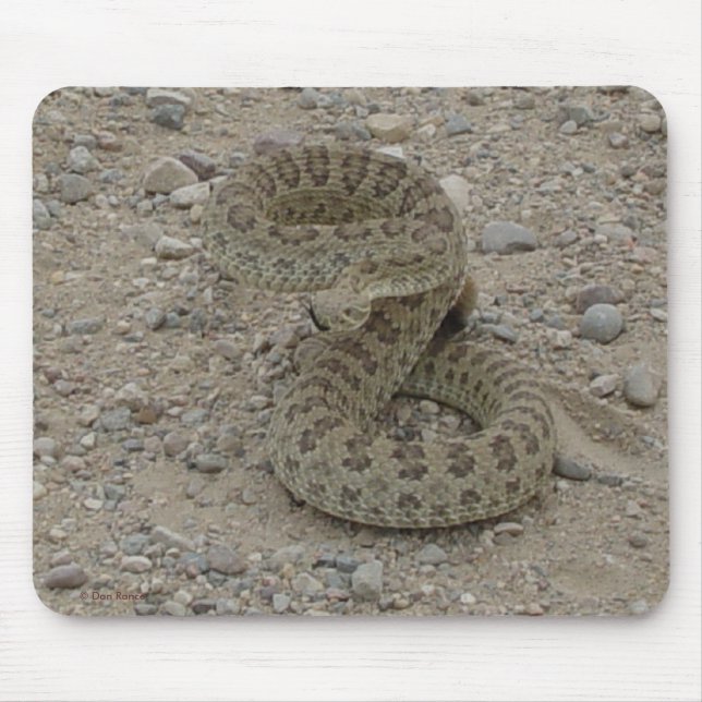 R9 Prairie Rattlesnake Coiled Mousepad (Vorne)