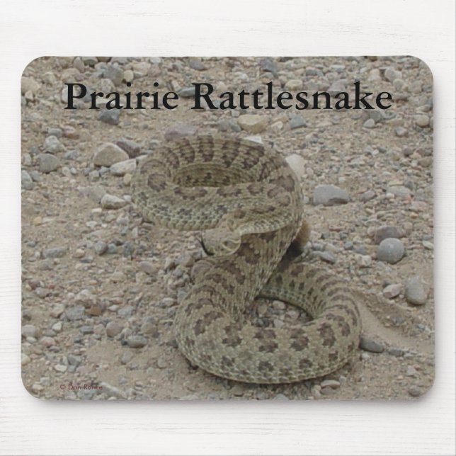 R9 Prairie Rattlesnake Coiled Mousepad (Vorne)