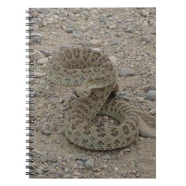 R9 Prairie Rattlesnake Coiled Notizblock (Vorderseite)