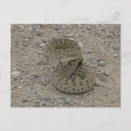 R9 Prairie Rattlesnake Coiled Postkarte