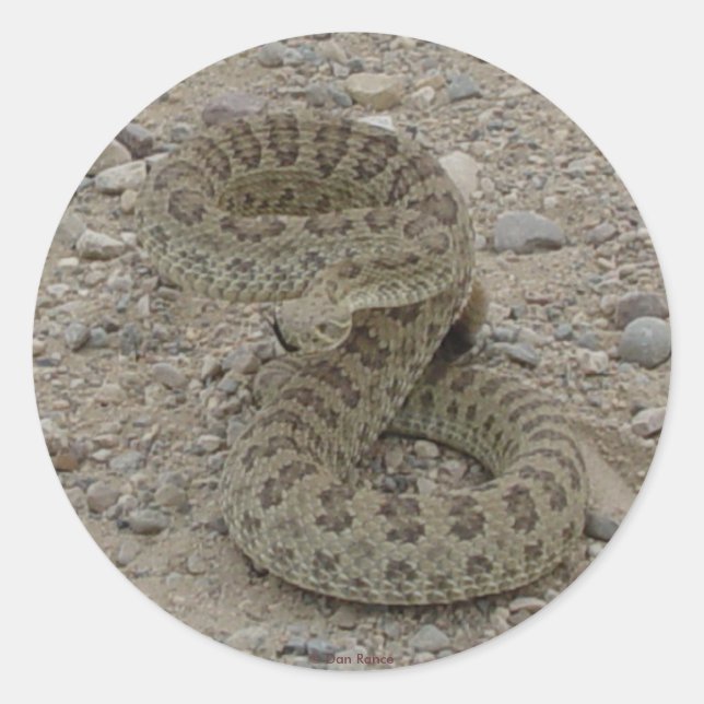 R9 Prairie Rattlesnake Coiled Runder Aufkleber (Vorderseite)