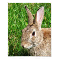 RABBBITS