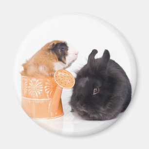 rabbit and guinea pig magnet