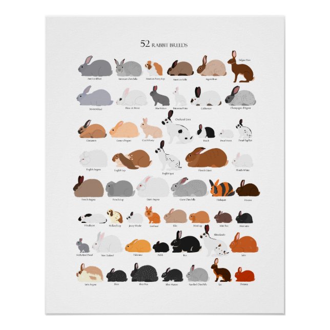 Rabbit breeds chart (Vorderseite)
