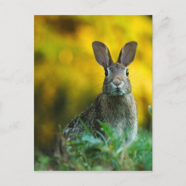 Rabbit Bunny Wildlife Forest Postkarte (Vorderseite)