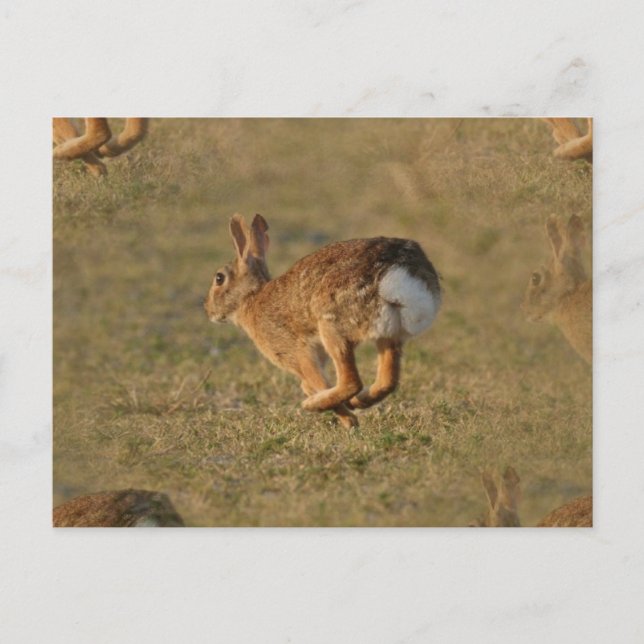 Rabbit Hopping Postcard Postkarte (Vorderseite)