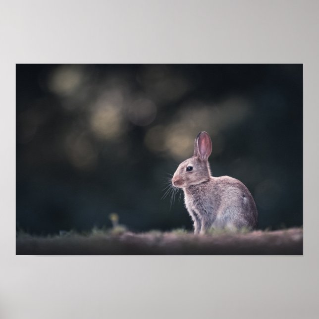 Rabbit Natur Foto Poster (Vorne)