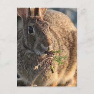 Rabbit Postcard Postkarte