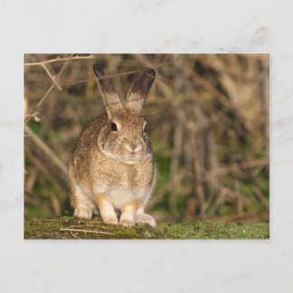 Rabbit Postcard Postkarte