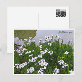 Rabbitear Iris Postkarte